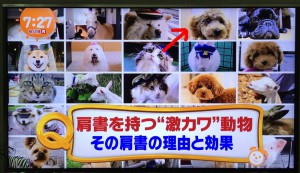 「めざましテレビ」社員犬チャオの紹介